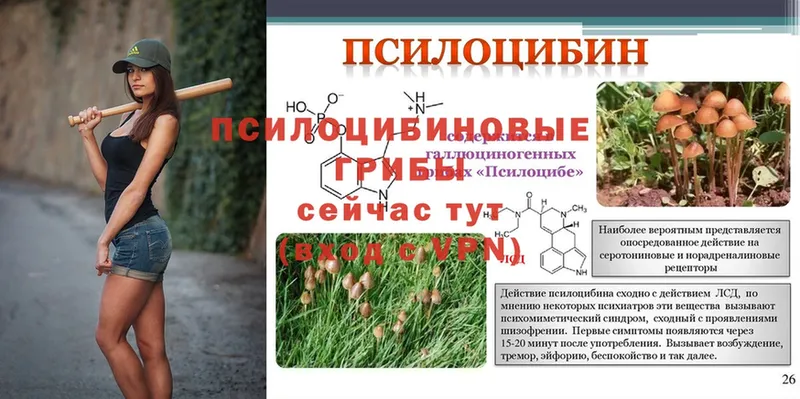 Псилоцибиновые грибы Psilocybe  Белоусово 